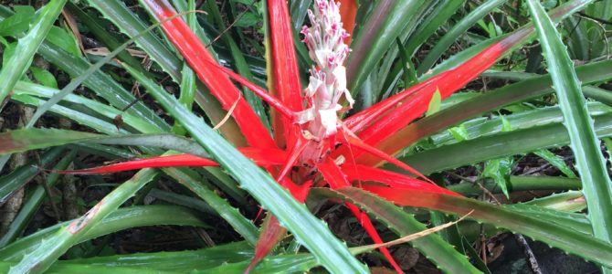 Parque Nacional Rincón de la Vieja, Costa Rica